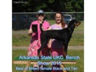 Black and Tan Coonhound Puppy for sale in Waldron, AR, USA