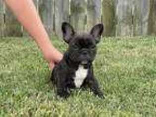 French Bulldog Puppy for sale in Oak Grove, KY, USA