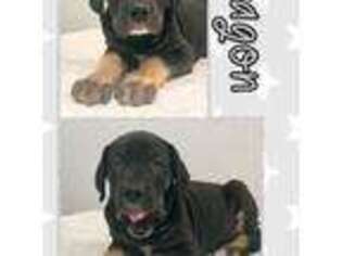 Great Dane Puppy for sale in Bolivar, NY, USA