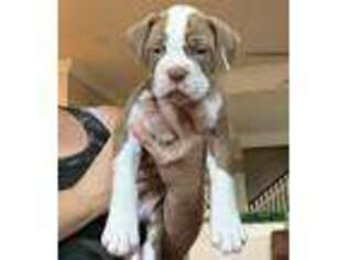 Olde English Bulldogge Puppy for sale in League City, TX, USA