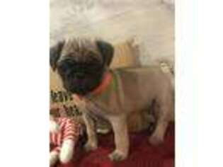 Pug Puppy for sale in Morehead, KY, USA