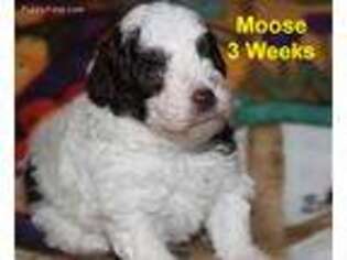 Mutt Puppy for sale in Searcy, AR, USA