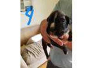 Boxer Puppy for sale in Hillsville, VA, USA
