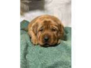 Labrador Retriever Puppy for sale in Elgin, TX, USA