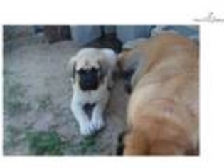 Mastiff Puppy for sale in Augusta, GA, USA