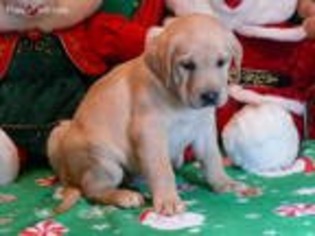 Labrador Retriever Puppy for sale in Columbia, SC, USA