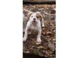 Alapaha Blue Blood Bulldog Puppy for sale in Demorest, GA, USA
