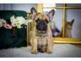French Bulldog Puppy for sale in Poland, ME, USA