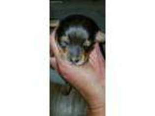 Dachshund Puppy for sale in Argyle, IA, USA
