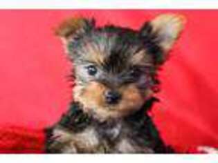 Yorkshire Terrier Puppy for sale in Social Circle, GA, USA
