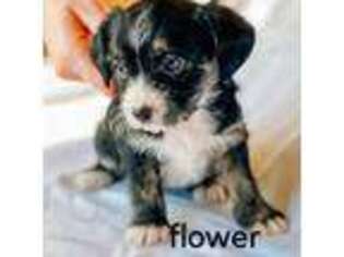 Cavapoo Puppy for sale in Dana Point, CA, USA