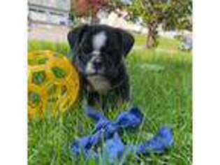 Bulldog Puppy for sale in Saugerties, NY, USA