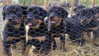 Rottweiler Puppy for sale in Deer Park, WA, USA