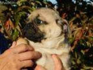 Pug Puppy for sale in Watts, OK, USA