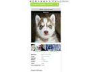 Siberian Husky Puppy for sale in Willow Springs, MO, USA
