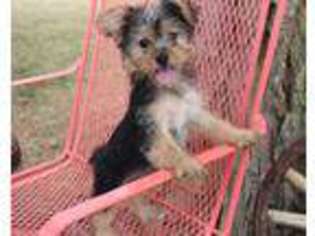 Yorkshire Terrier Puppy for sale in Chickasha, OK, USA