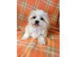 Maltese Puppy for sale in Maynard, MN, USA