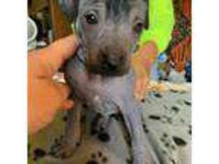Mutt Puppy for sale in Woodruff, SC, USA