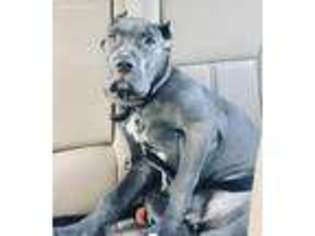 Cane Corso Puppy for sale in Ashburn, VA, USA