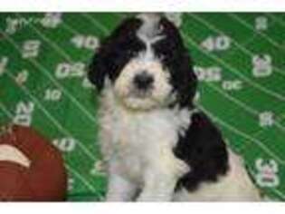 Saint Berdoodle Puppy for sale in Colcord, OK, USA