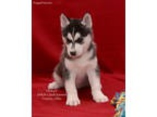 Siberian Husky Puppy for sale in Fresno, OH, USA