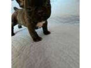 French Bulldog Puppy for sale in Chillicothe, IL, USA