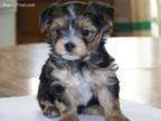 Mutt Puppy for sale in Shakopee, MN, USA