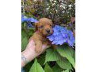Cavapoo Puppy for sale in Middleboro, MA, USA