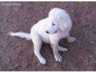 Mutt Puppy for sale in Medina, TX, USA