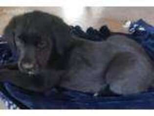 Mutt Puppy for sale in Coarsegold, CA, USA
