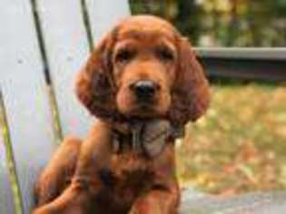 Irish Setter Puppy for sale in Danville, VT, USA