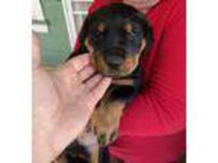 Rottweiler Puppy for sale in Pasadena, CA, USA