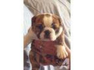 Bulldog Puppy for sale in WAVERLY, OH, USA