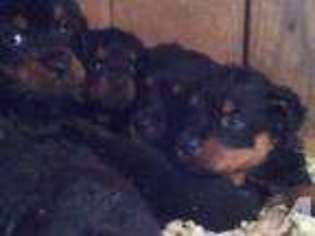 Rottweiler Puppy for sale in RICHMOND, VA, USA