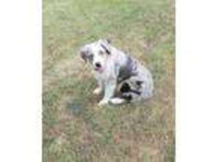 Miniature Australian Shepherd Puppy for sale in Grandview, TX, USA