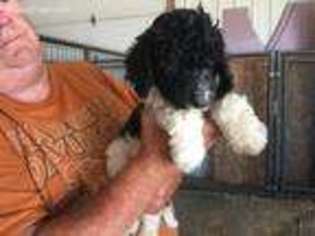 Labradoodle Puppy for sale in Paxton, IL, USA