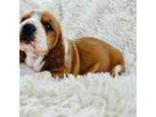 Basset Hound Puppy for sale in Bradleyville, MO, USA
