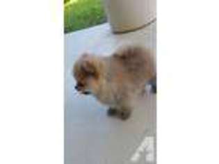 Pomeranian Puppy for sale in DEERFIELD BEACH, FL, USA