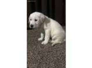 Labrador Retriever Puppy for sale in Letts, IA, USA