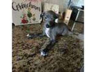 Italian Greyhound Puppy for sale in Mckinney, TX, USA