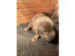 Labrador Retriever Puppy for sale in Norfolk, VA, USA