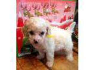 Cavapoo Puppy for sale in Fallbrook, CA, USA