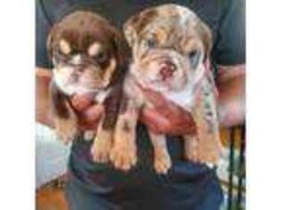 Bulldog Puppy for sale in West Covina, CA, USA