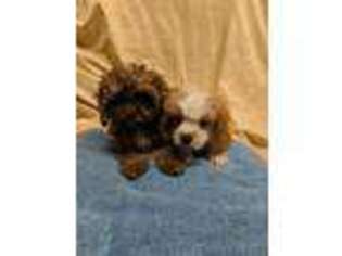 Cavapoo Puppy for sale in Hurricane, WV, USA