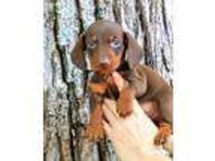 Dachshund Puppy for sale in Hazard, KY, USA
