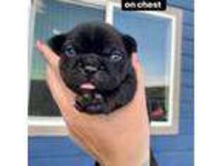 French Bulldog Puppy for sale in Casper, WY, USA