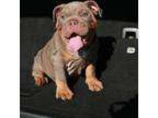 Bulldog Puppy for sale in Riverside, CA, USA