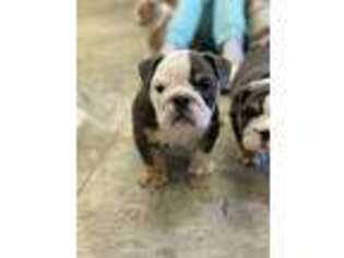 Bulldog Puppy for sale in Wrightstown, WI, USA