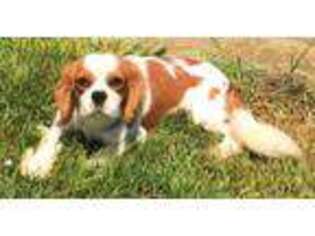 Cavalier King Charles Spaniel Puppy for sale in Forest, OH, USA