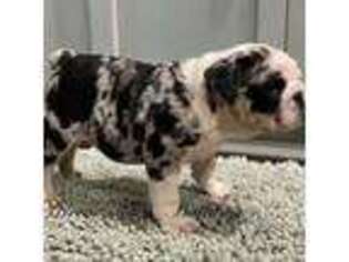 Bulldog Puppy for sale in Oologah, OK, USA